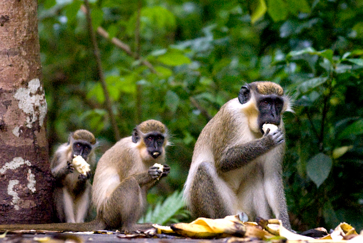 Green monkeys in the rainforest preserve